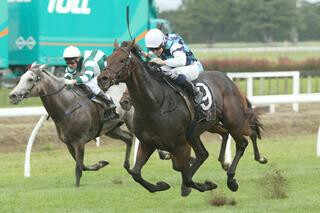 All Roads (NZ) Lead to Group 2 Win. Photo: Trish Dunell.